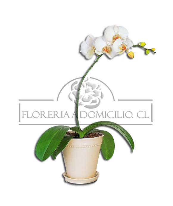 Orquidea en Maceta